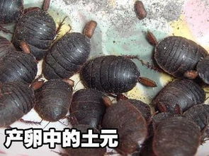 土元養(yǎng)殖市場全解析 價(jià)格、圖片與河南養(yǎng)殖公司指南