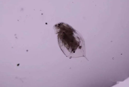 浮游動物 水產養殖中維系生態平衡的“生物調節器”