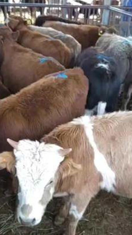 農村家畜隨手拍 記錄養殖中的牛與飼養日常
