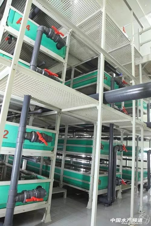 工廠化循環水養殖模式 引領水產養殖邁向智能化與生態化的新紀元