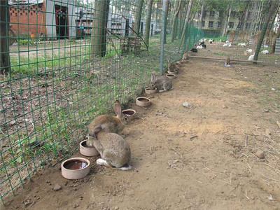 科學養殖，多元選擇 探索動物飼養的致富之路