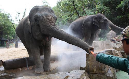 神奇的大象 你不知道的動物飼養員視角