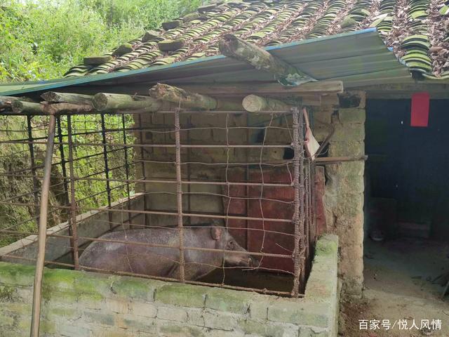 圈養四年 野山豬的飼養與管理深度解析