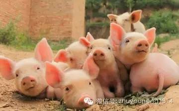 能養殖出安全的動物產品嗎？——現代動物飼養的挑戰與實踐